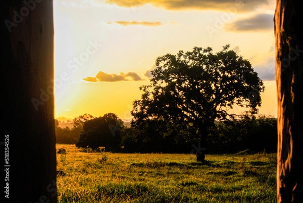 Obraz sunset in the forest