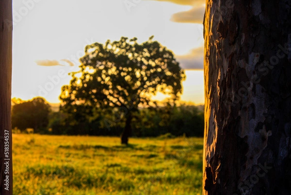 Obraz sunset in the field