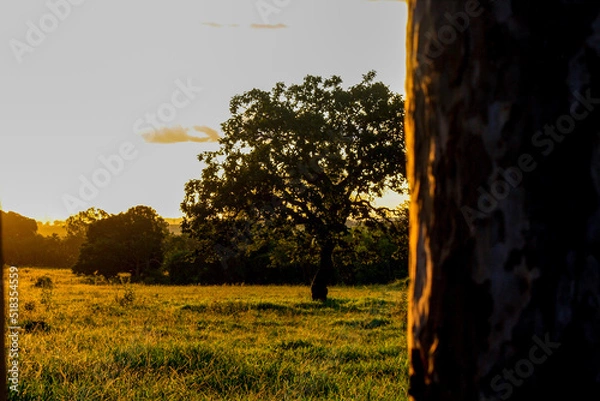 Obraz sunset in the park