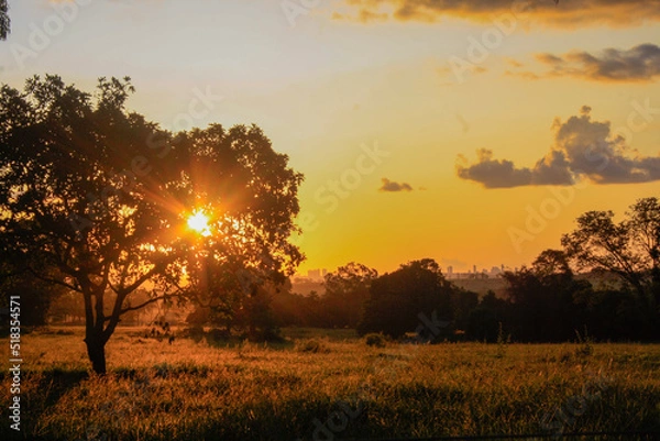Obraz sunset in the field
