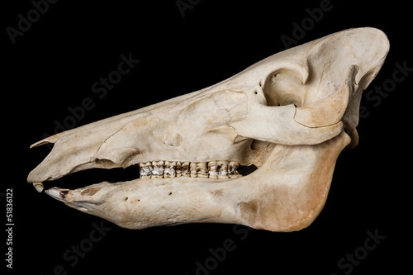 Obraz Boar skull