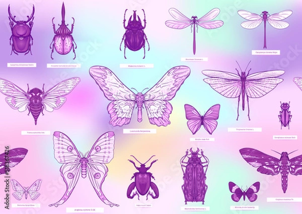 Obraz Set of insects: beetles, butterflies, moths, dragonflies. Etymologist's set. Seamless pattern, background. Vector illustration. In realistic style on soft pastel background