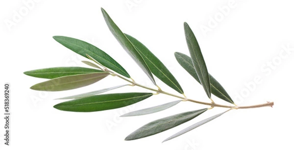 Obraz Fresh olive branch leaves isolated on white background