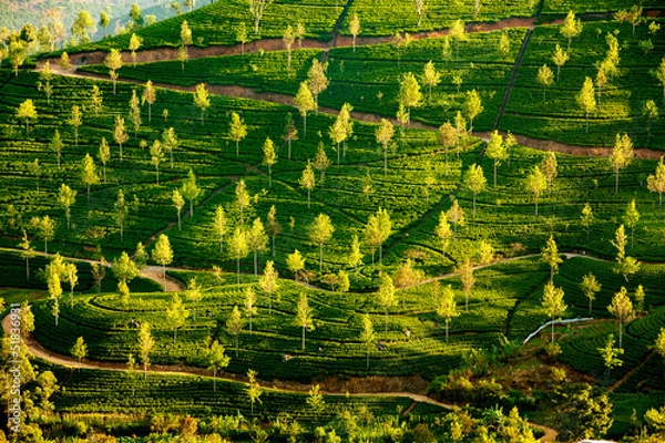 Fototapeta Landscape with green fields of tea in Sri Lanka