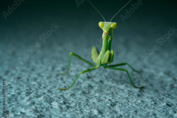 Fototapeta Tiny Green Praying Mantis Clinging to a Blue Wall