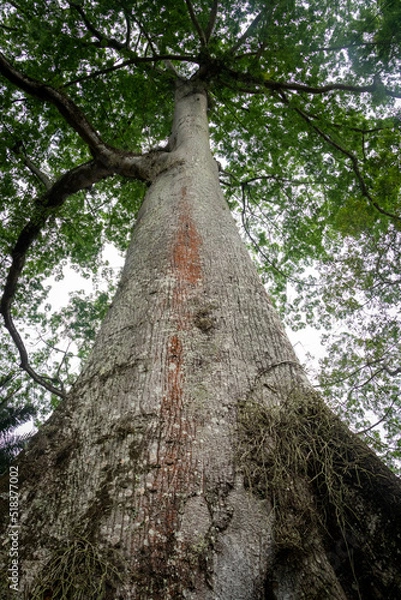Fototapeta big tree seen from below