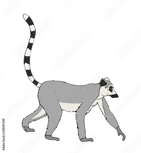 Obraz Lemur - Katta