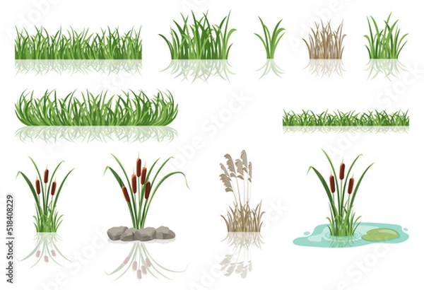 Fototapeta Swamp reeds in grass. Vector illustration of lake thickets.