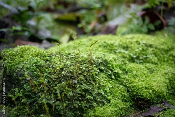 Obraz wet moss on a log