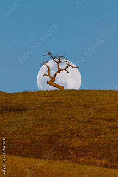 Obraz full moon and tree
