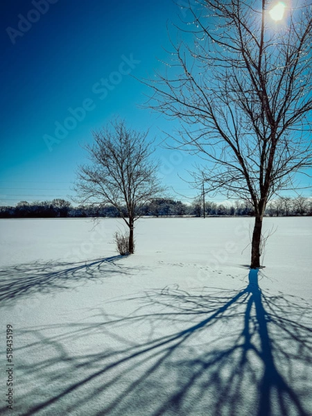 Fototapeta tree in the snow
