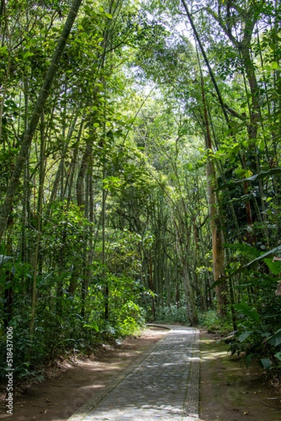 Obraz footpath in the forest