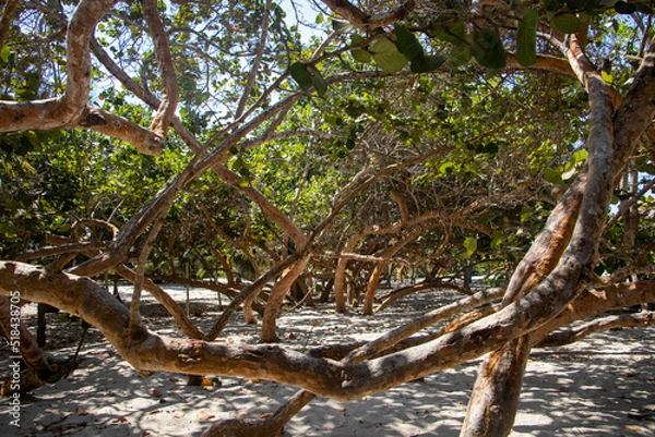 Obraz tree on the beach