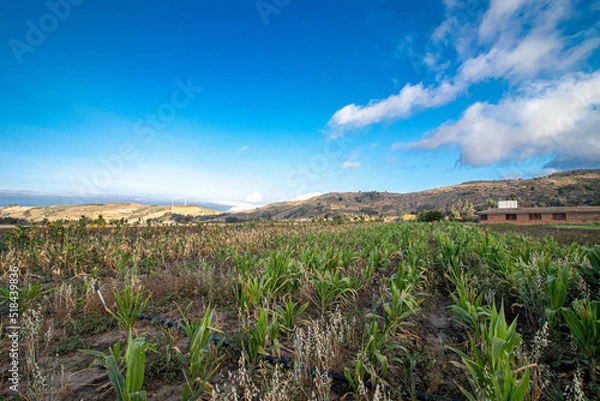 Obraz field and blue sky