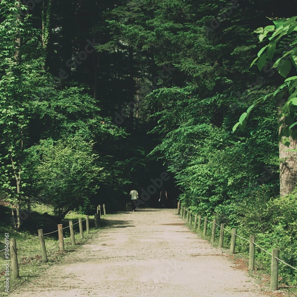 Obraz 숲속으로 가는 길