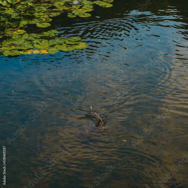 Obraz 연못의 잉어, 물고기