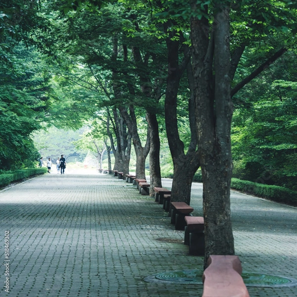 Obraz 광릉수목원 길