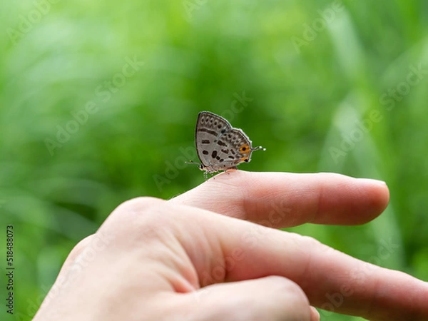 Fototapeta 手に止まるウスイロオナガシジミ