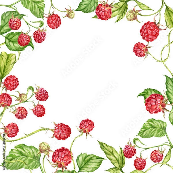 Fototapeta Raspberry. watercolor botanical illustration of raspberry berries and leaves. frame
