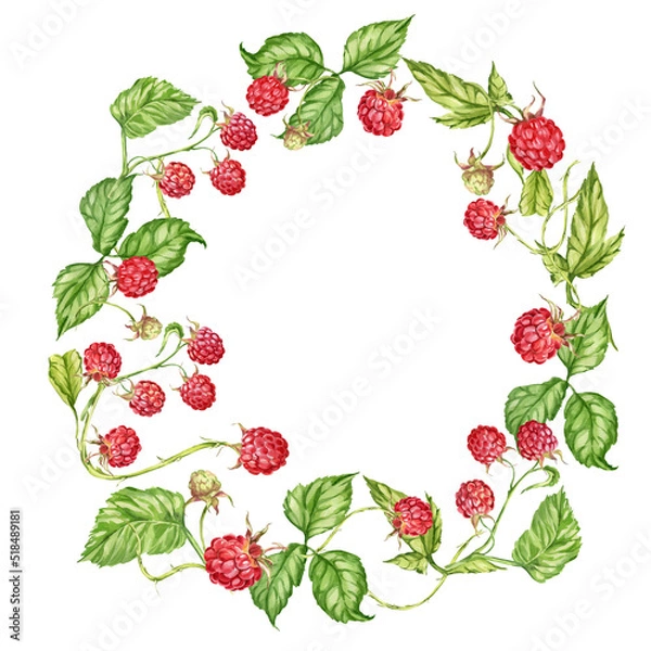Fototapeta Raspberry. watercolor botanical illustration of raspberry berries and leaves. frame