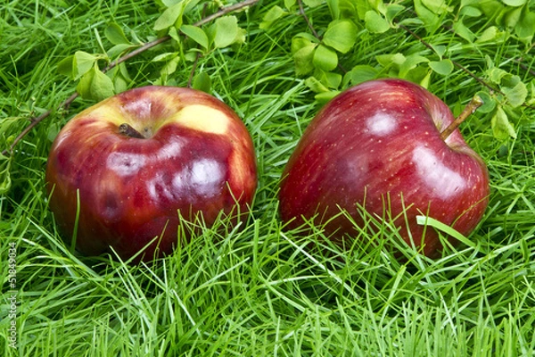 Obraz Fair Trade Apfel