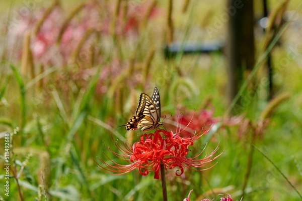 Obraz 彼岸花と蝶