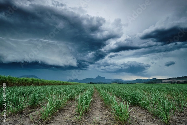 Fototapeta Storm clouds over cane fields with Mount Warning in Murwillumbah landscape
