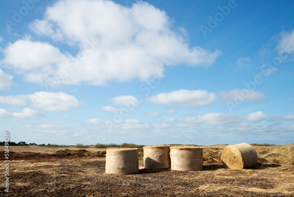 Obraz Straw rolls on a meadow