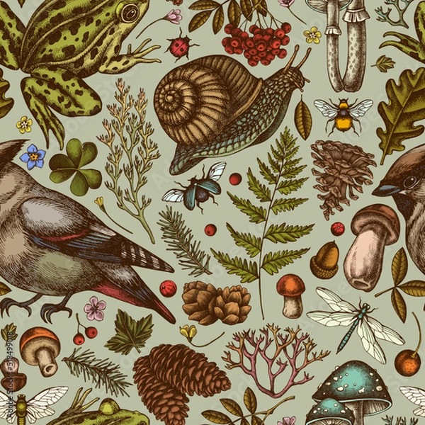 Fototapeta Mysterious forest seamless pattern background design. Engraved style. Hand drawn waxwing, snail, pool frog, moss, spruce branch, pine cones, mushrooms, insect, porcini, oak, rowan, clover, fern.