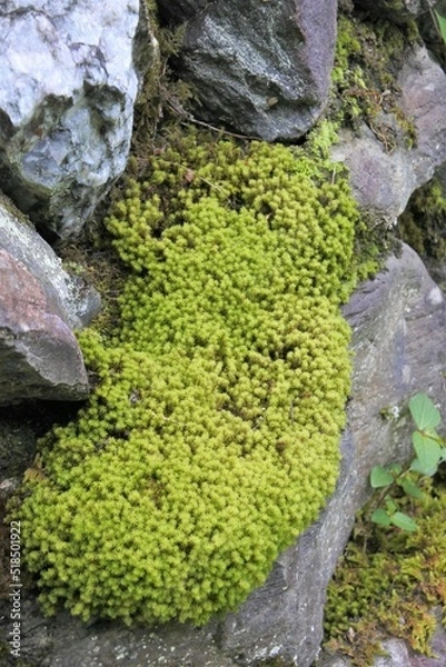 Obraz 石がけに生えた苔です。