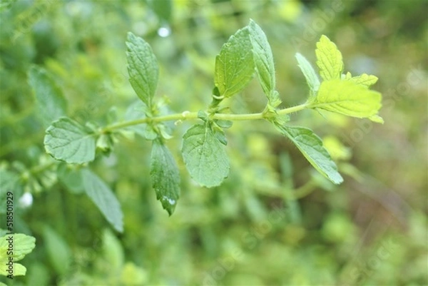 Obraz ミントのアップです。