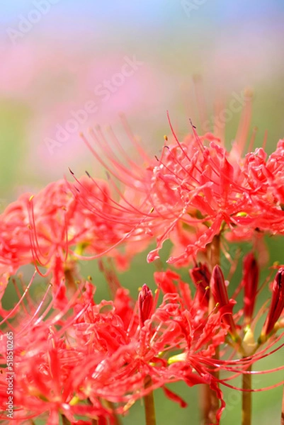 Fototapeta 初秋の彩