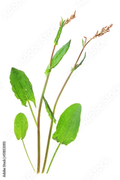 Fototapeta Sauerampfer (Rumex acetosa)