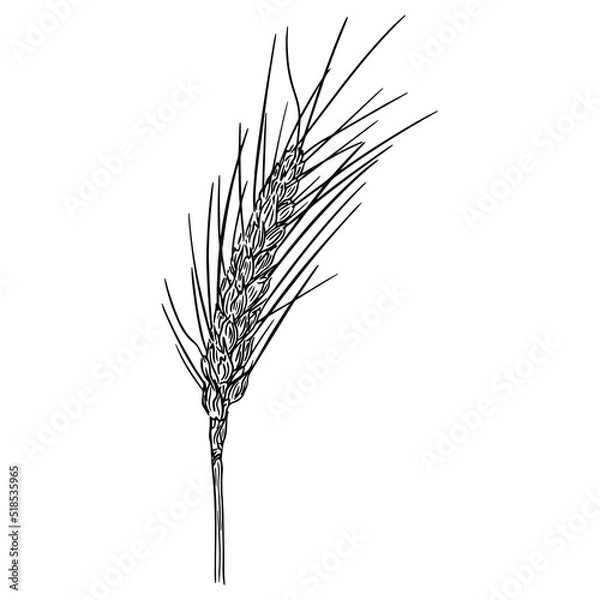 Fototapeta Black and white vector outline illustration of a spikelet of wheat on a white background.