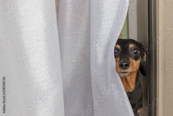 Obraz レースのカーテンの隙間から外を見るミニチュアダックスフント
