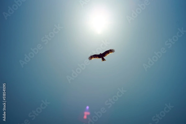 Obraz 逆光のとんび