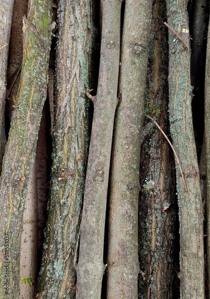 Obraz Texture of tree bark