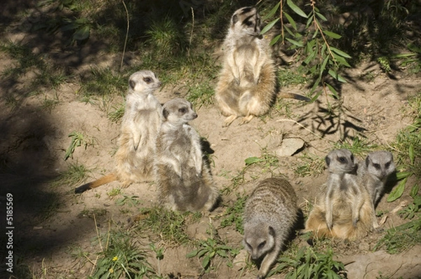 Obraz Slender Tailed Meerkat