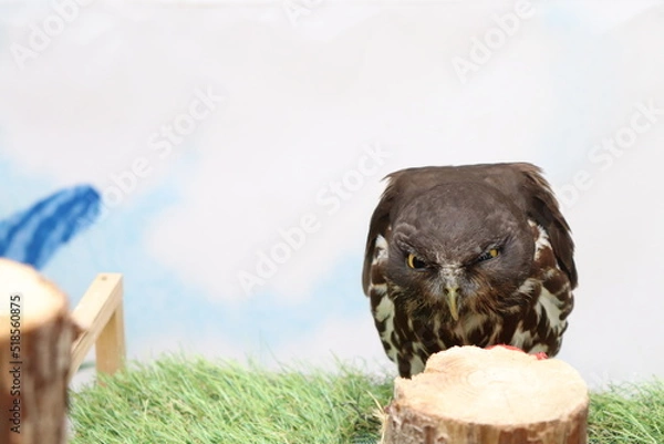 Fototapeta 睨むフクロウ