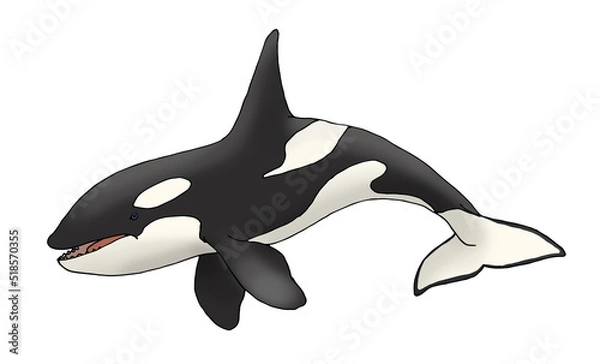 Obraz Orca