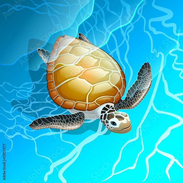 Fototapeta Turtle in the blue sea