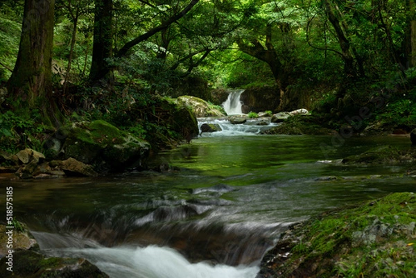 Fototapeta 新緑の渓流