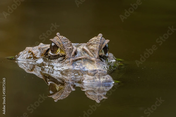 Fototapeta Spectacled caiman with surfaced head, with the ridge between the eyes visible and showing superb details in the eyes