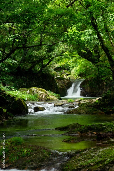 Fototapeta 新緑の渓流