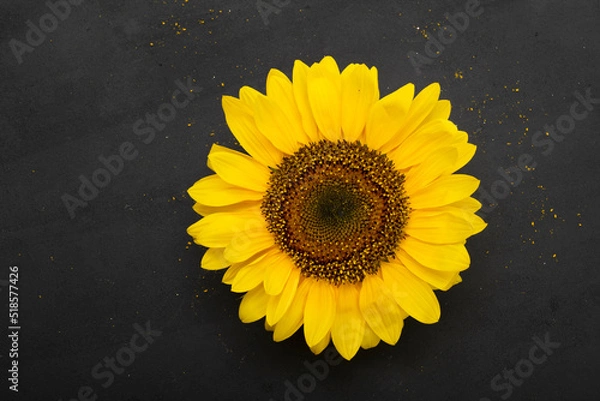 Obraz sunflower on black background