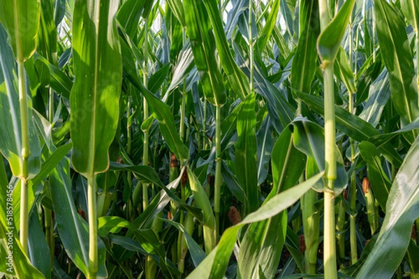 Obraz Young corn (2)