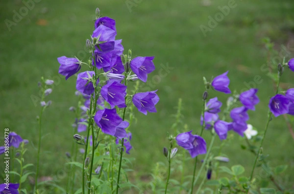 Obraz 桃葉キキョウ