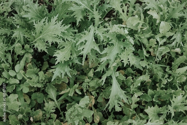 Fototapeta Background of raw and fresh arugula and mizuna. Green leaves. Top view. Indau, rocket salad, Eruca vesicaria, Brassica rapa. Herbs for cooking. Spicy greens. Leaf vegetables for salad or garnish