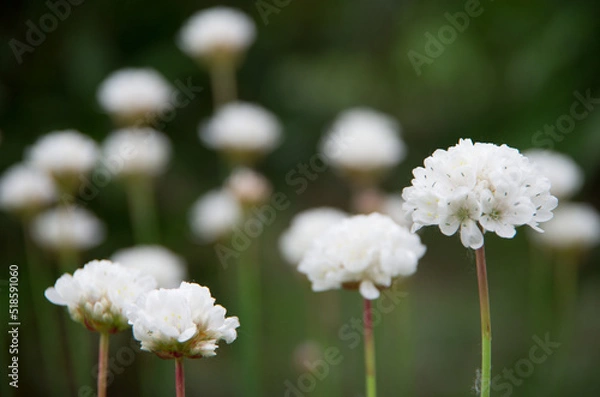 Obraz ハマカンザシ