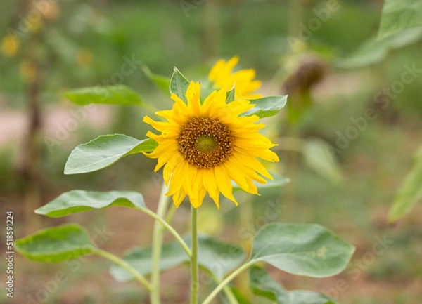 Fototapeta sunflower in the garden